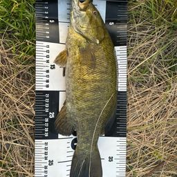 スモールマウスバス