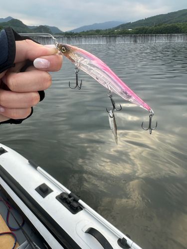 ワカサギの釣果