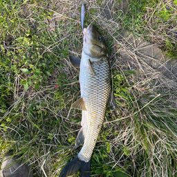 スモールマウスバス