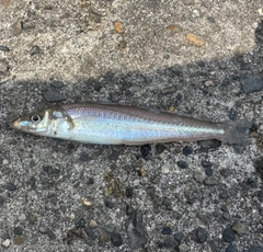 シロギスの釣果