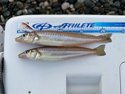 キスの釣果