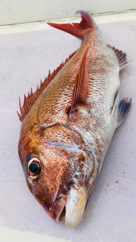 マダイの釣果