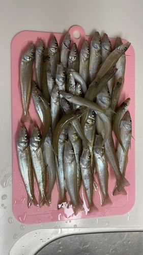 キスの釣果
