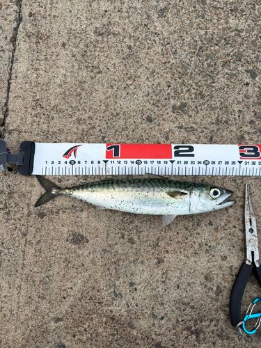 サバの釣果