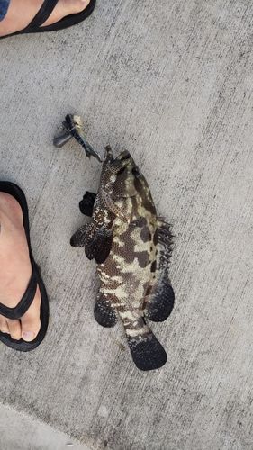 マダラハタの釣果