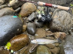 オショロコマの釣果