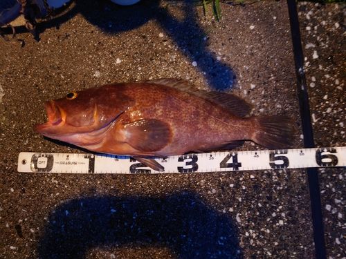 キスの釣果