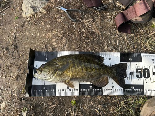 スモールマウスバスの釣果