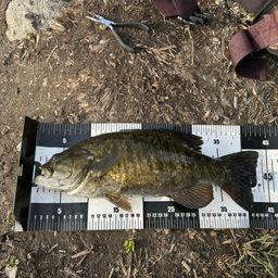 スモールマウスバス