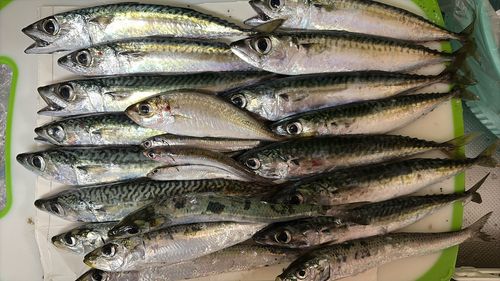 マサバの釣果