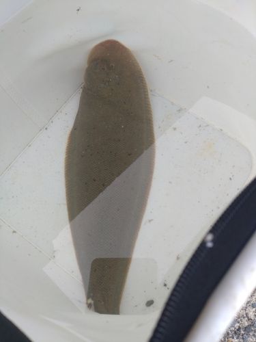 シタビラメの釣果