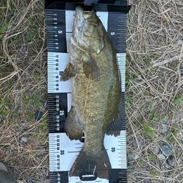 スモールマウスバス