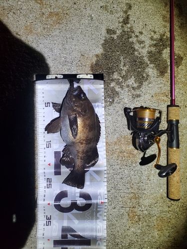 メバルの釣果