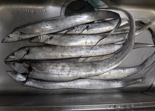 タチウオの釣果