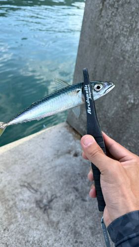 サバの釣果