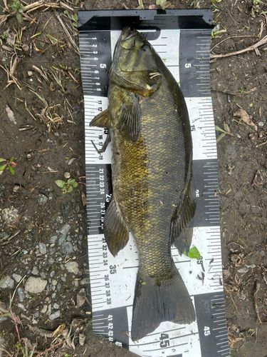 スモールマウスバスの釣果