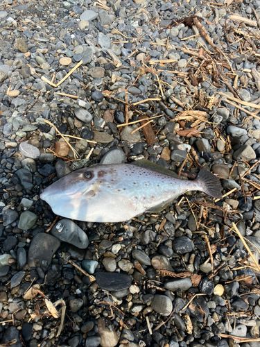 ウスバハギの釣果