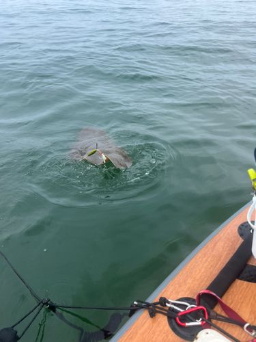 エイの釣果