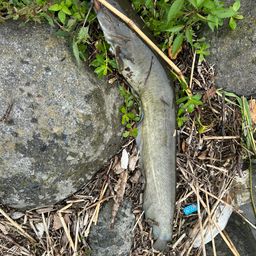 スモールマウスバス