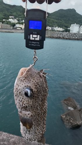 イシガキフグの釣果