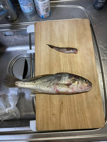 イシモチの釣果