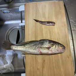 イシモチ