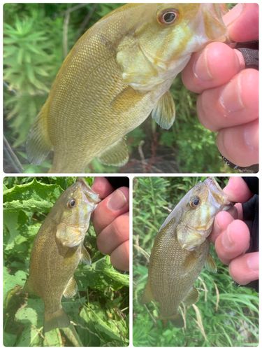 スモールマウスバスの釣果