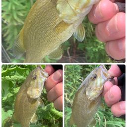 スモールマウスバス