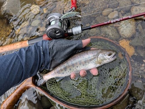 ヤマメの釣果
