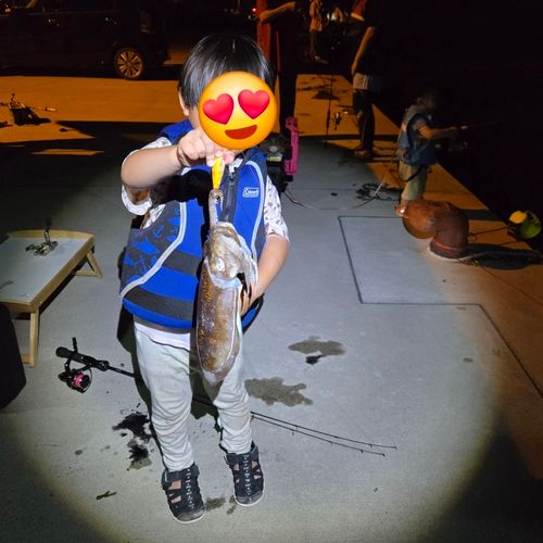 コウイカの釣果