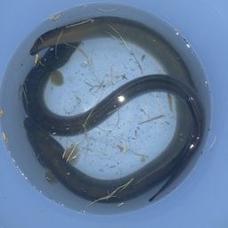 ウナギ