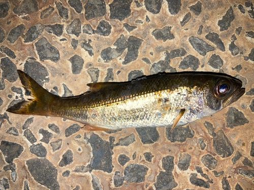 ムツの釣果