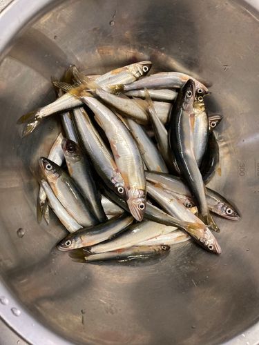 コアユの釣果