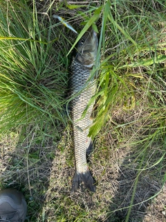 ニゴイの釣果