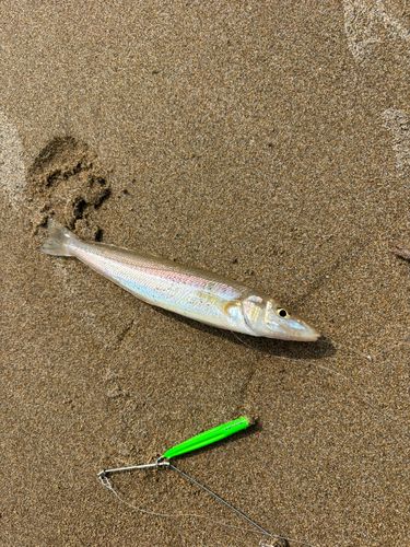 シロギスの釣果