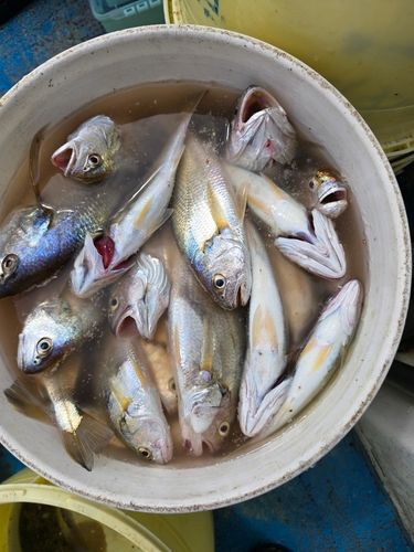 イシモチの釣果