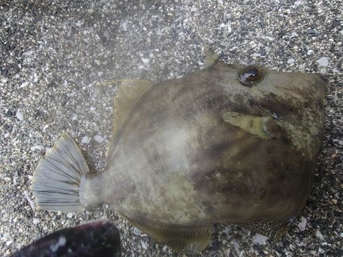 カワハギの釣果
