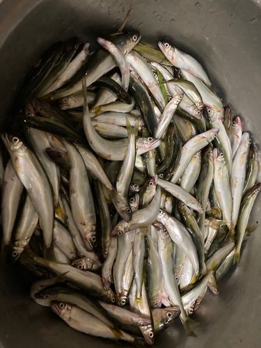 コアユの釣果