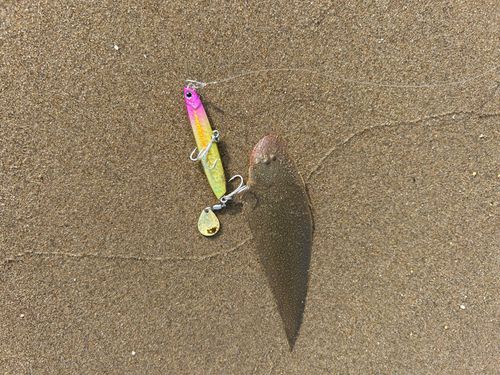 シタビラメの釣果