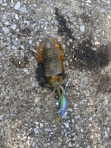 アオリイカの釣果
