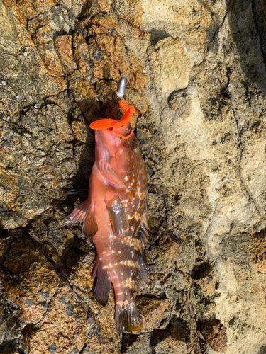 キジハタの釣果