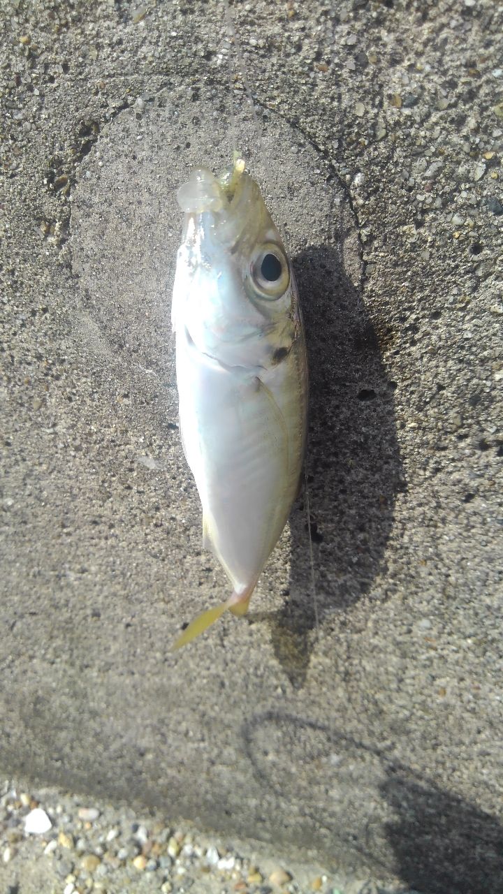 シロメバル