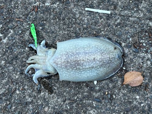 コウイカの釣果