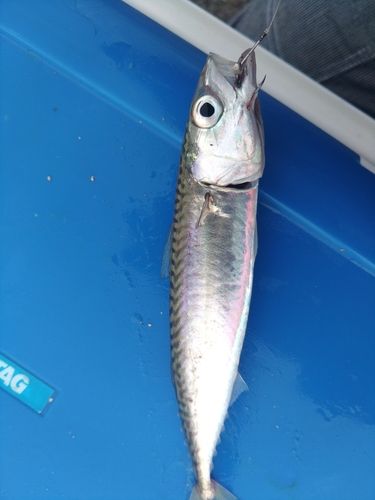 サバの釣果