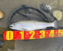 ニジマスの釣果