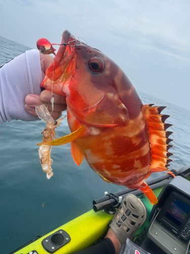 アカハタの釣果