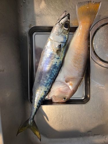 シロアマダイの釣果