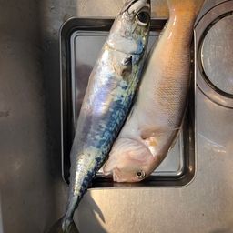 シロアマダイ