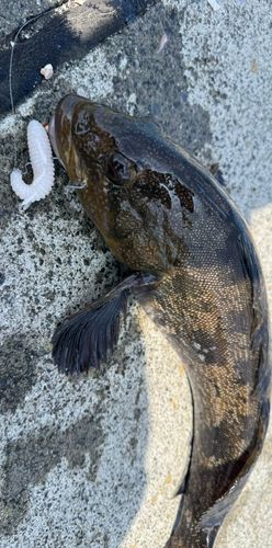 アイナメの釣果