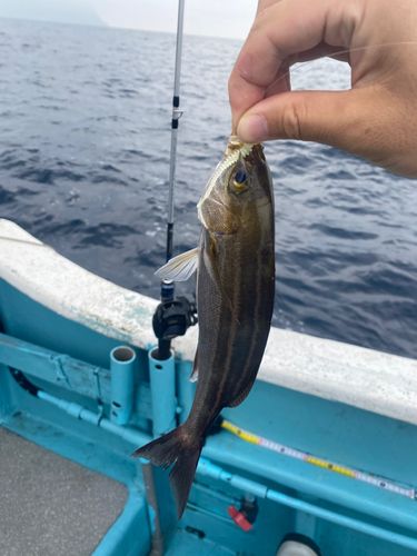 イサキの釣果